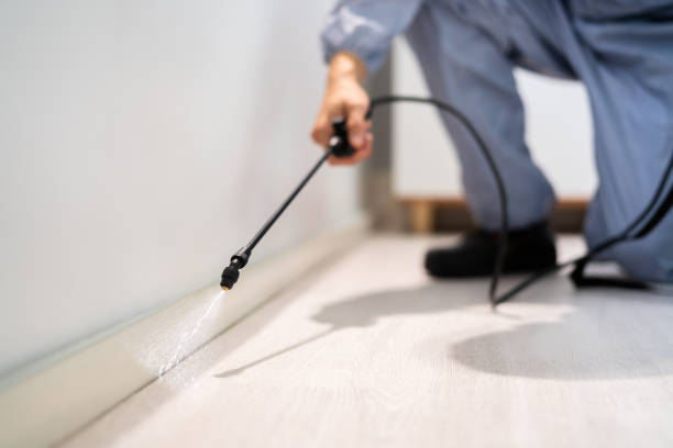 Licensed Wasp Removal service in Vernon Hills, IL - Show Me Pest Control