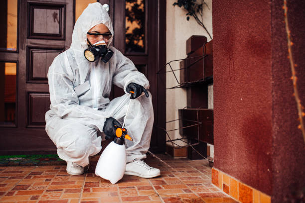 Reliable Wasp Removal contractor in Vernon Hills, IL by Show Me Pest Control